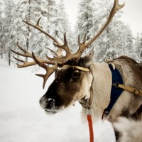 Reindeer trips
