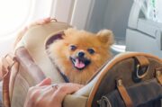 Dog-cations: Flying abroad with your dog